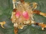 L. Wiliamsii Seed Pods