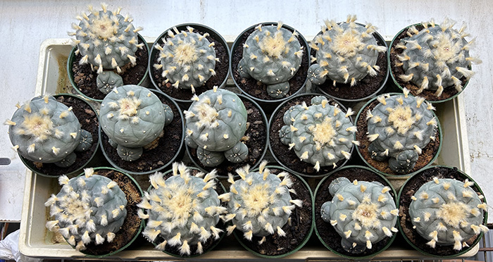 PEYOTE