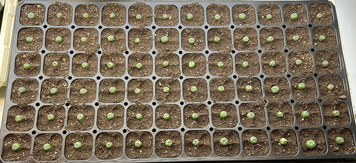 lophophora williamsii