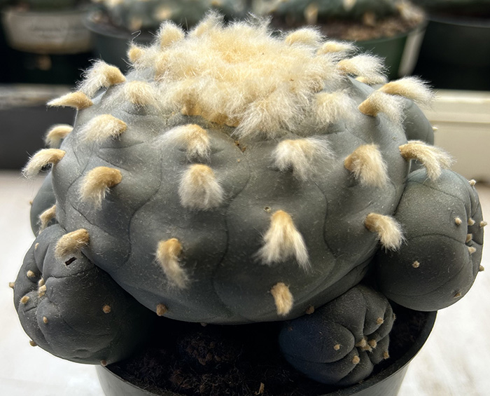 Lophophora Williamsii