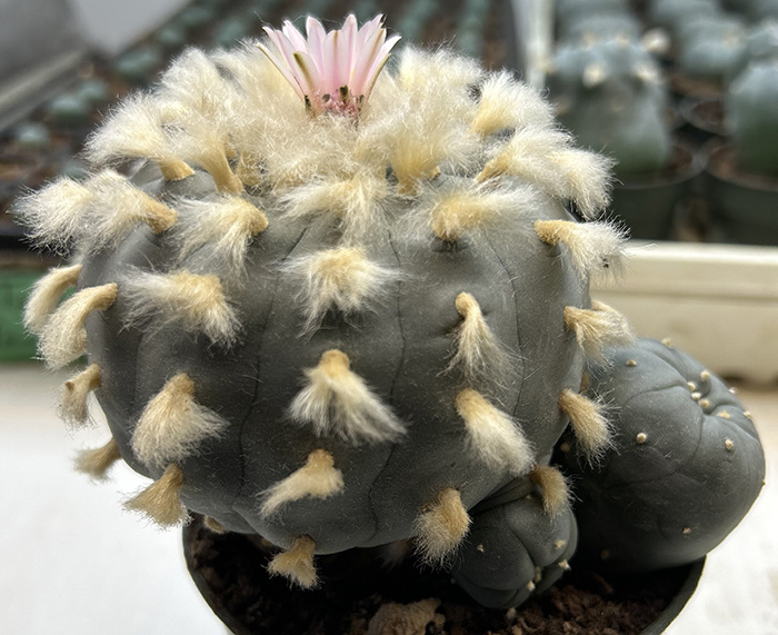 lophophora williamsii