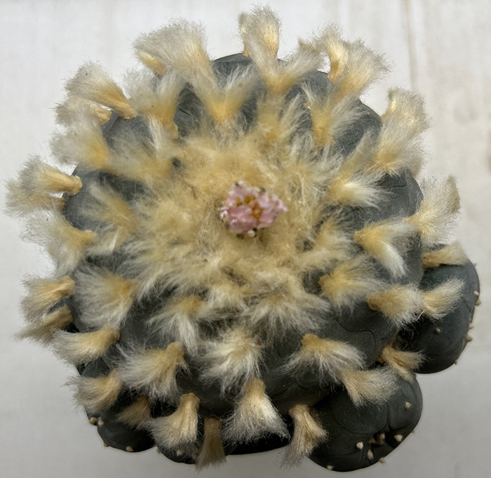 lophophora williamsii