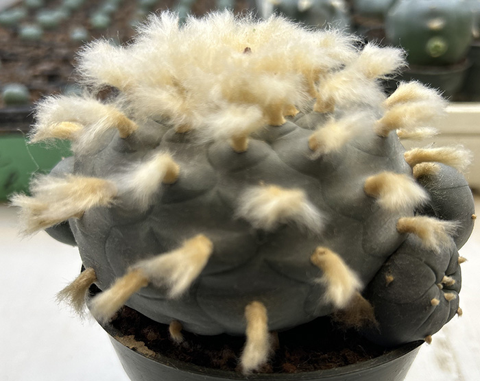 Lophophora williamsii
