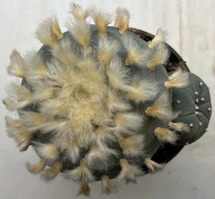 Lophophora williamsii