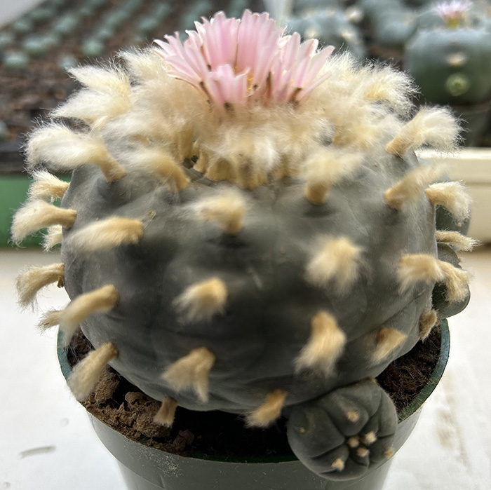 Lophophora williamsii