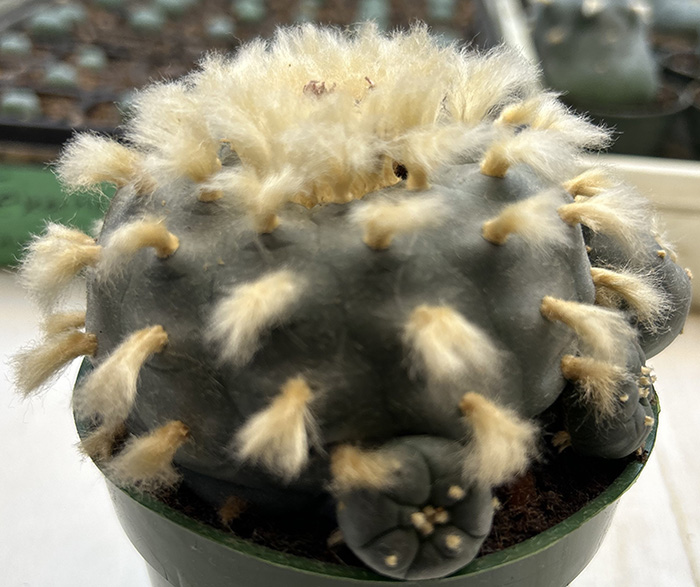 Lophophora williamsii