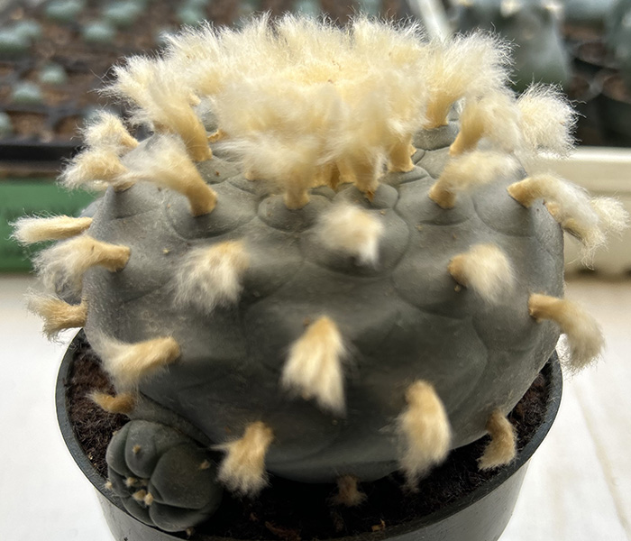 Lophophora williamsii