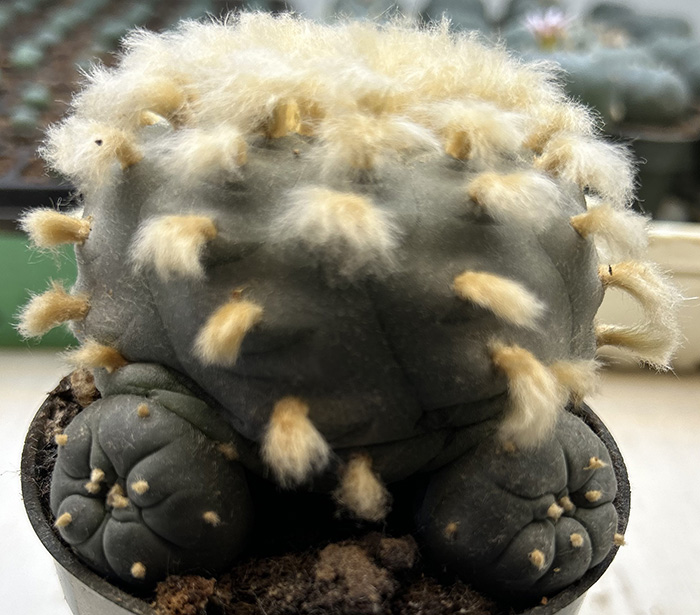 Lophophora williamsii