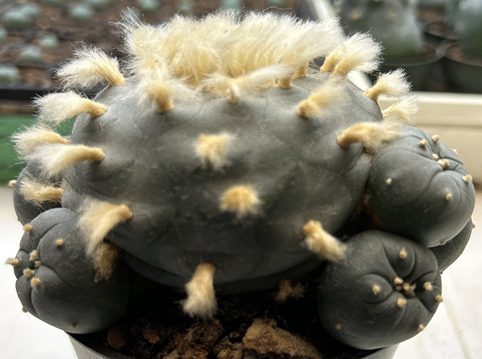 Lophophora williamsii