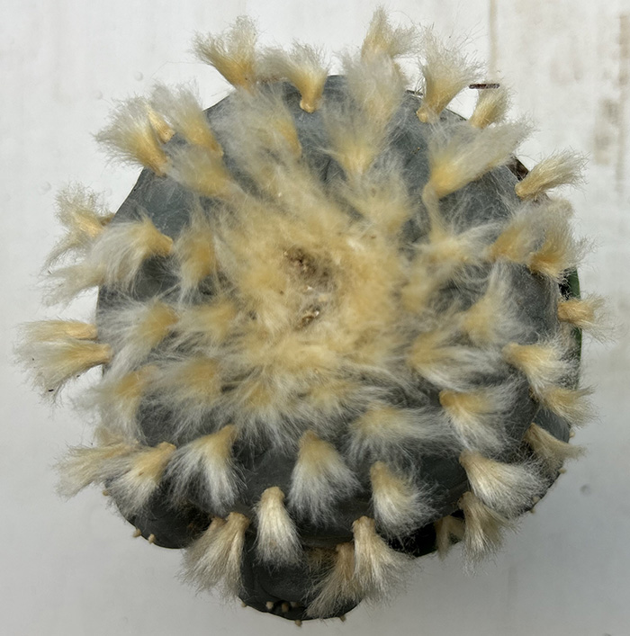 Lophophora williamsii