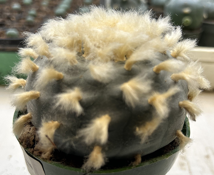 Lophophora williamsii