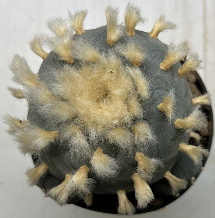 Lophophora williamsii