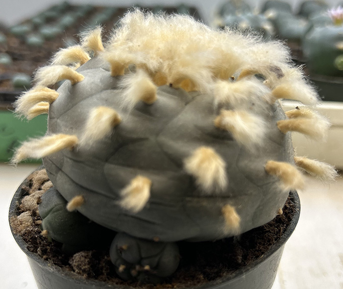 Lophophora williamsii
