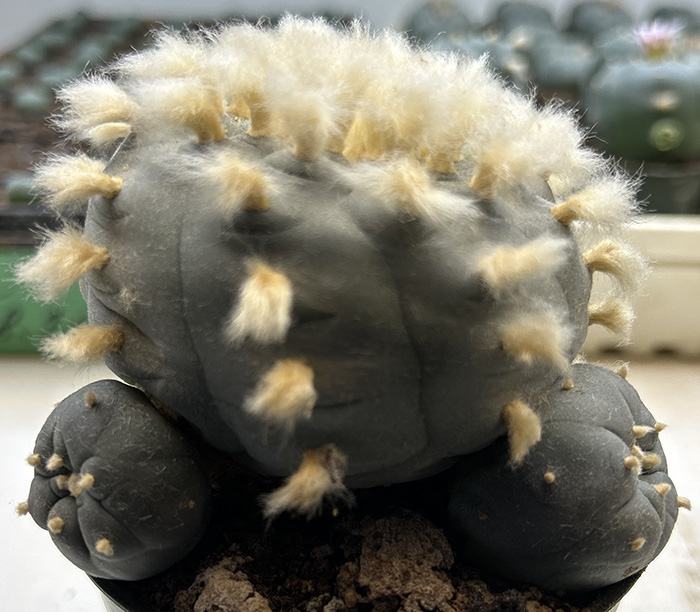 Lophophora williamsii