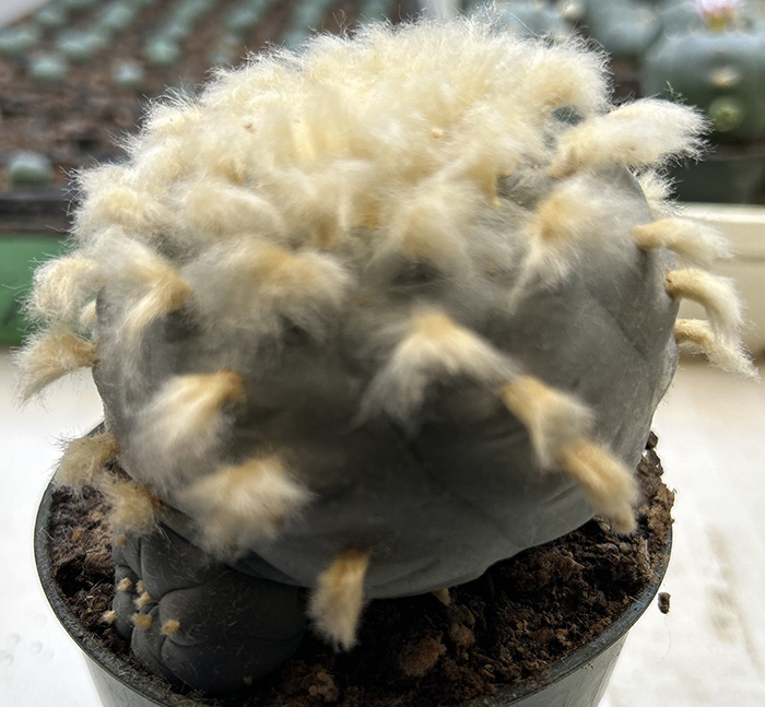 Lophophora williamsii