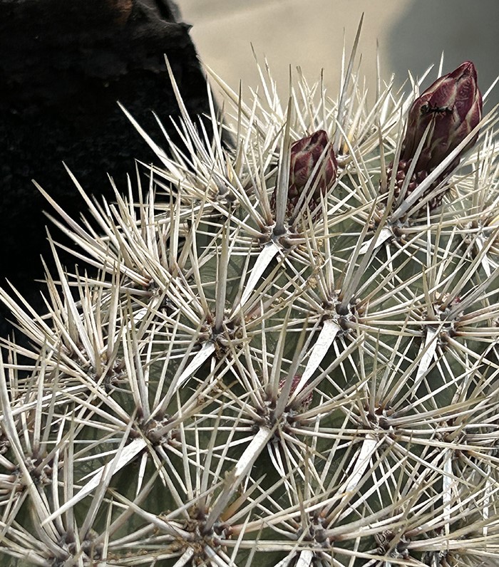 Stenocereus 1