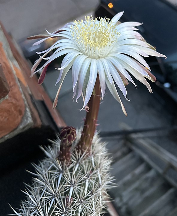 Stenocereus 3