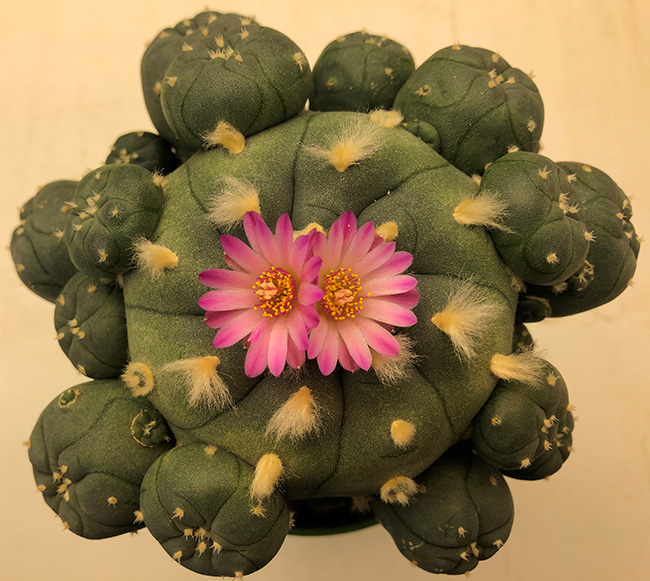 Lophophora Williamsii var joudaniana
