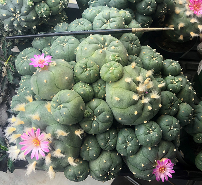 Lophophora williamsii var joudaniana